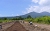 bb-plants80801-536.jpg